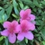 Pink azalea flowers