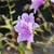 Pink azalea flowers