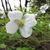 Close up of flower