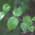 Leaves and stem