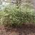 Rhodotypos scandens