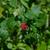 Rhus aromatica