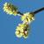 Flowers of var. trilobata