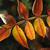 Rhus copallina