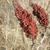 Rhus copallina
