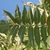 Pinnately compound leaves with 9-11 leaflets.
