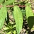 Sharply toothed leaflet.  (Spring-Mitchell Co.. NC)