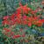 Red fall color
