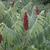 Compound leaves and red fruits.