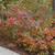 Fall Color Form