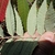 Pale underside of leaf