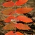 Orange-red fall color of leaves