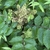 Cluster of small greenish flowers