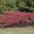 Rhus typhina