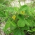 Form in bloom