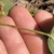 Stem with hairs