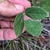 Compound leaves