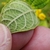 Underside of leaf