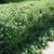 Used as a hedge