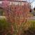 Ribes sanguineum 'Pulborough Scarlet' Form