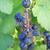 Ribes sanguineum