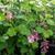 Ribes sanguineum