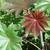 Ricinus communis