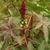 Ricinus communis