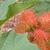 Ricinus communis
