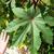 Ricinus communis