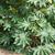 Ricinus communis
