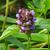 Prunella vulgaris