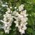 Robinia pseudoacacia