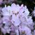 Rhododendron vaseyi
