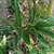 Form of R. japonica