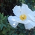 flower and form