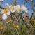 Romneya coulteri
