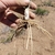 Roots, bulbs and leaves in June in Lassen County, California