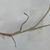 Root and shoot in June in Cuyahoga County, Ohio