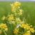 Rorippa palustris flowers