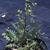 Rorippa palustris L.