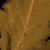 Rorippa palustris L.