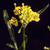 Rorippa sylvestris L.
