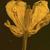 Rorippa sylvestris L.