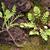 Rorippa sylvestris L.