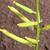 Rorippa teres fruits closeup
