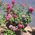 Shrub with pink double flowers
