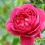 Pink double flower