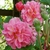 pink flowers