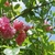 Pink flowers